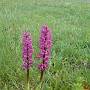 Orchideen